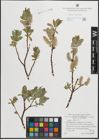 Foto von Salix hastata L.